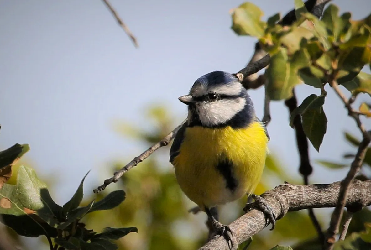 Bird Watching Tours in Jordan – Best Adventure Tours with Jordan Horizons